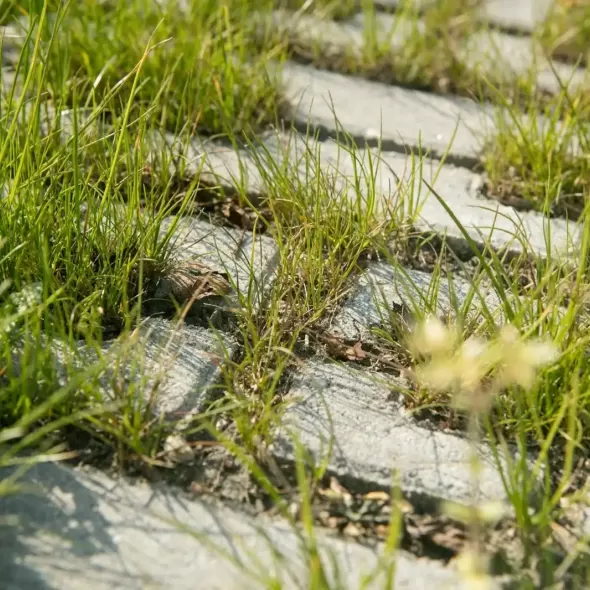 Klinkerio formato ažūrinių eco betoninių trinkelių žaliuojantis ir vandeniui pralaidus vejos korio grindinys iš arti